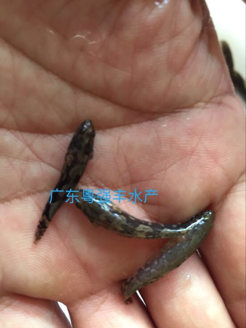 鱼苗养殖基地直售笋壳鱼苗广东笋壳鱼苗批发