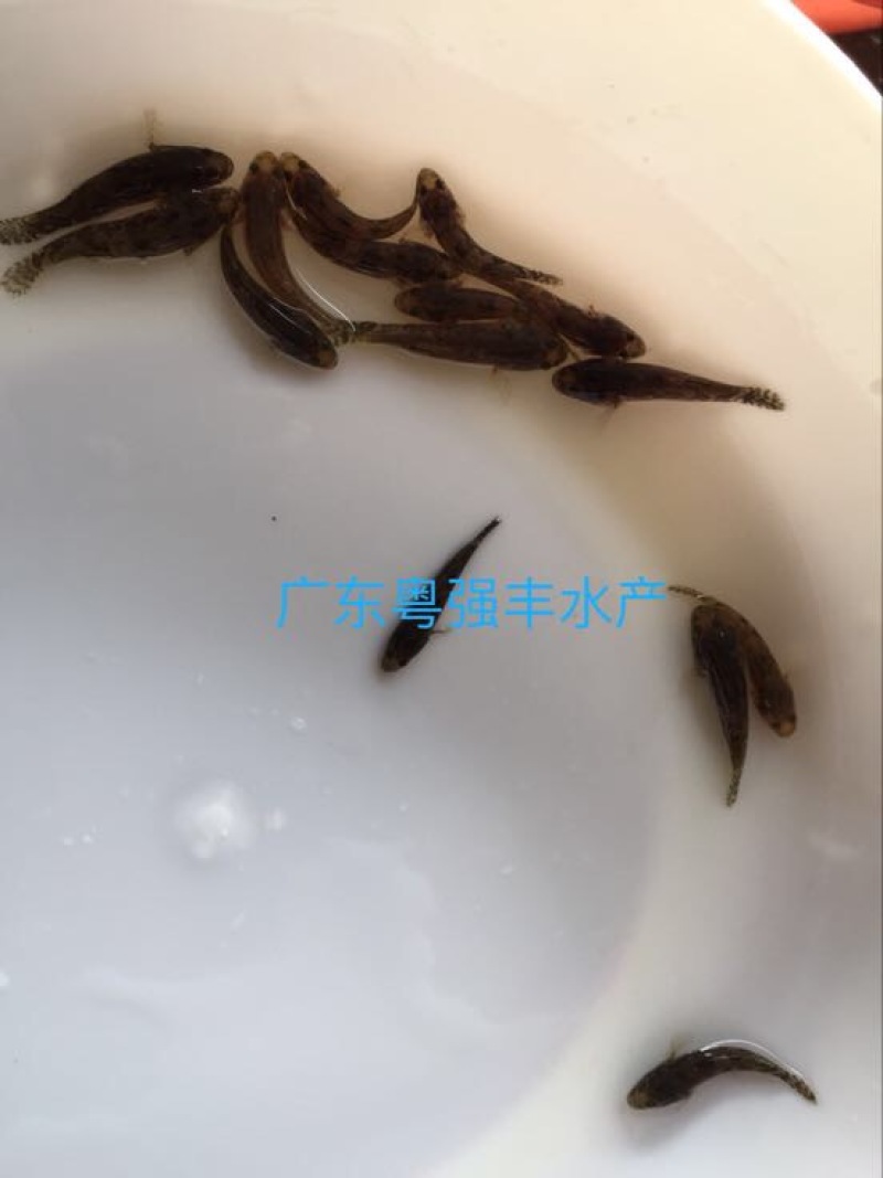 鱼苗养殖基地直售笋壳鱼苗广东笋壳鱼苗批发