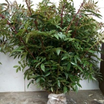 大红袍花椒苗