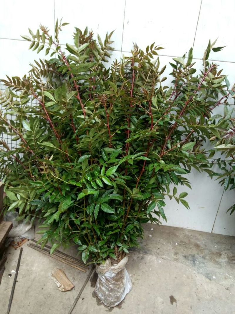大红袍花椒苗