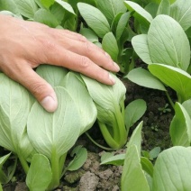 上海青小油菜小青菜小白菜10cm以下小油菜