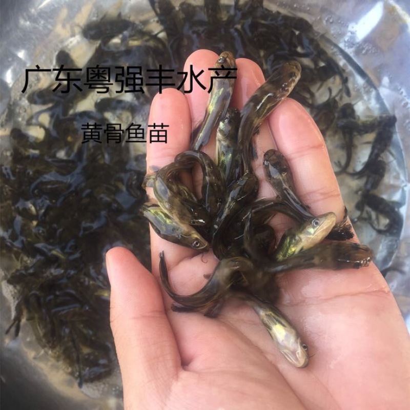 广东杂交黄颡鱼苗出售鱼场直供淡水黄骨鱼苗批发