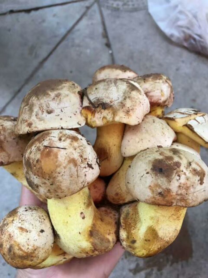 白葱菌会理特产野生蘑菇鲜干货