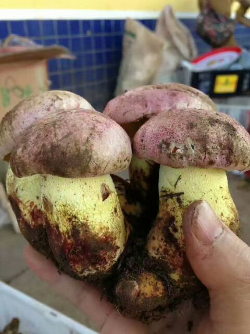 白葱菌会理特产野生蘑菇鲜干货