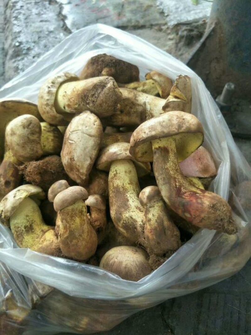 白葱菌会理特产野生蘑菇鲜干货