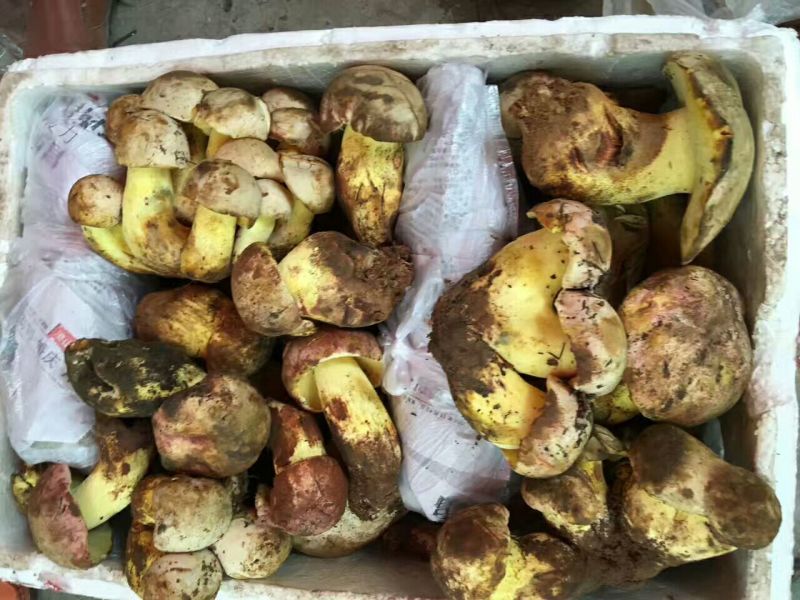 白葱菌会理特产野生蘑菇鲜干货
