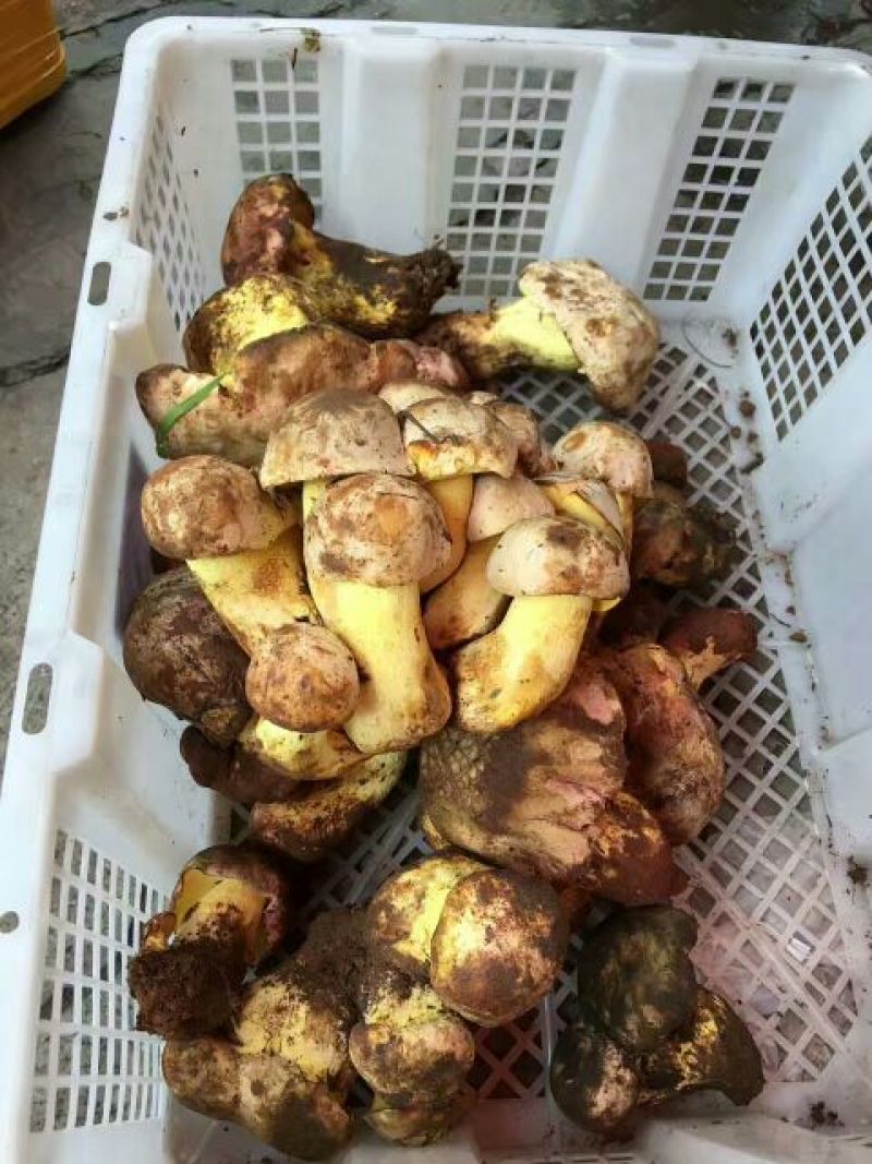 白葱菌会理特产野生蘑菇鲜干货
