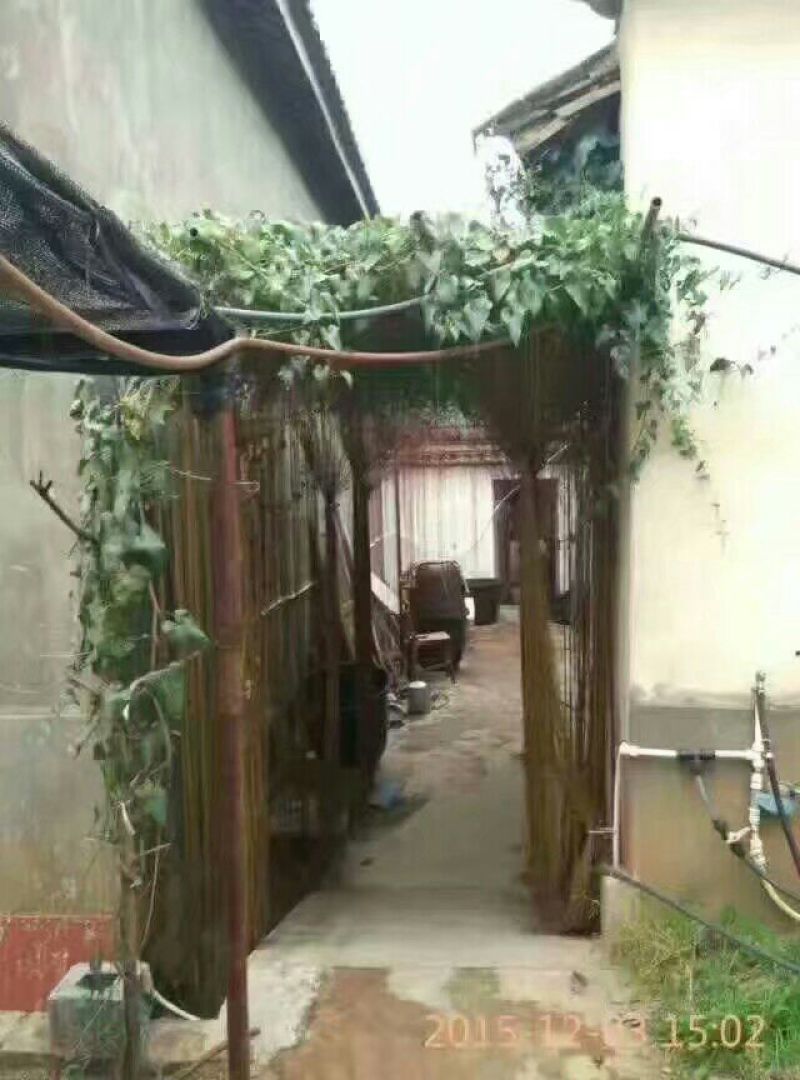 一帘幽梦