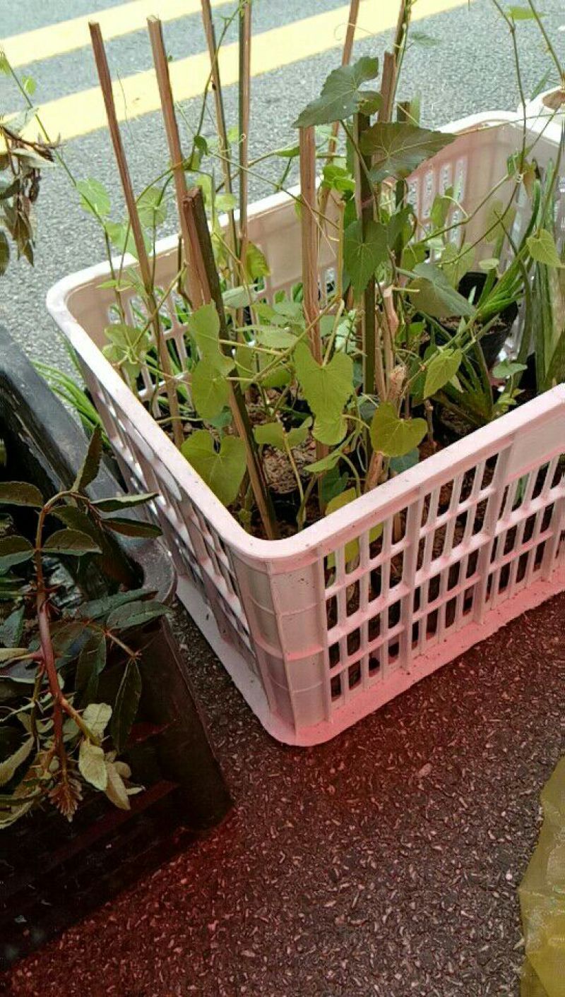 一帘幽梦