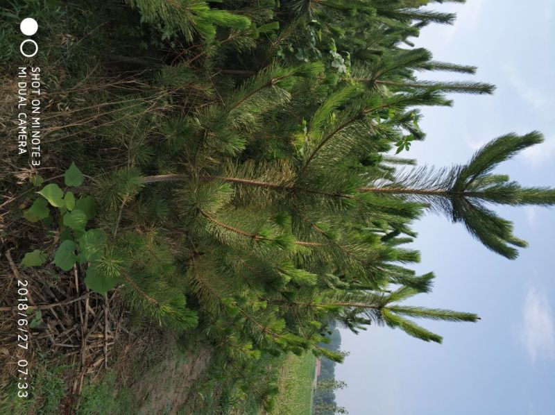 造型松黑松出售，邹平市黑松大量出售