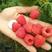 出售黑龙江省树莓苗、双季树莓苗及树莓果
