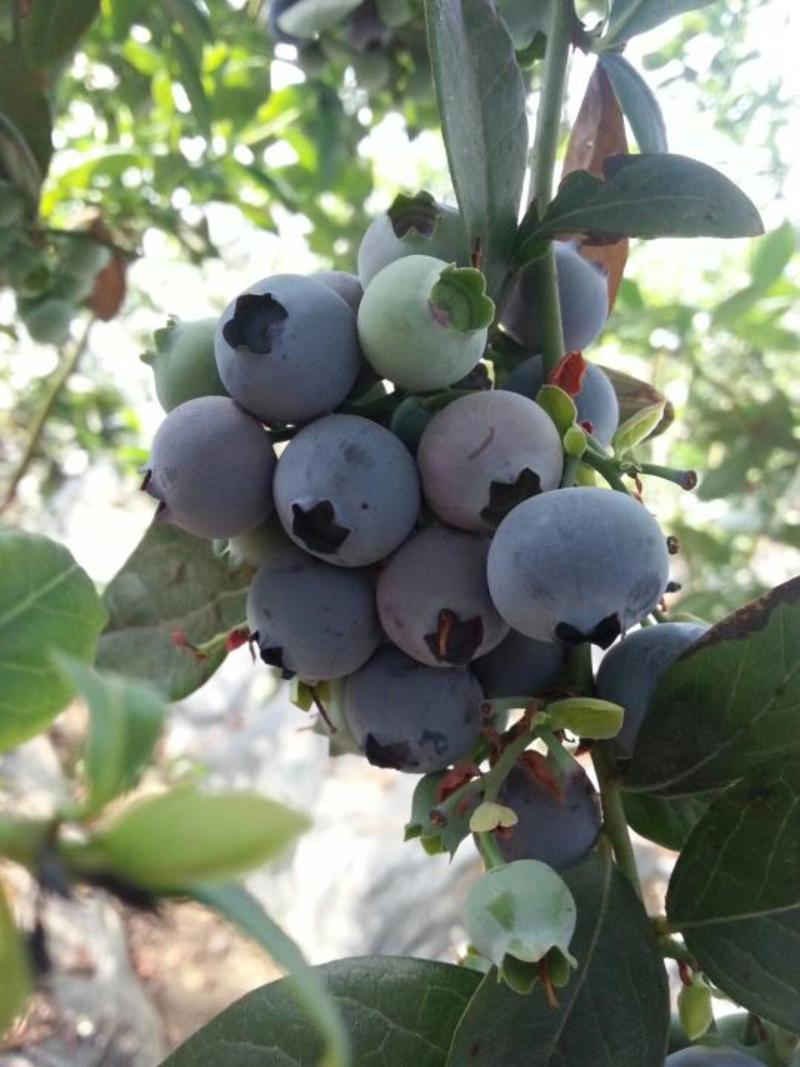 出售黑龙江省树莓苗、双季树莓苗及树莓果