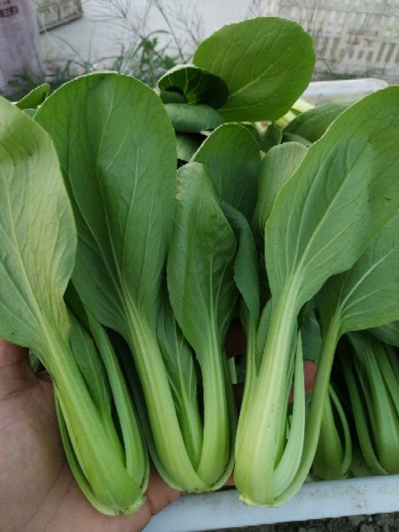 【精选】安徽小油菜食品厂上海青食堂菜电商平台商超代发代收