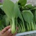 【精选】安徽小油菜食品厂上海青食堂菜电商平台商超代发代收