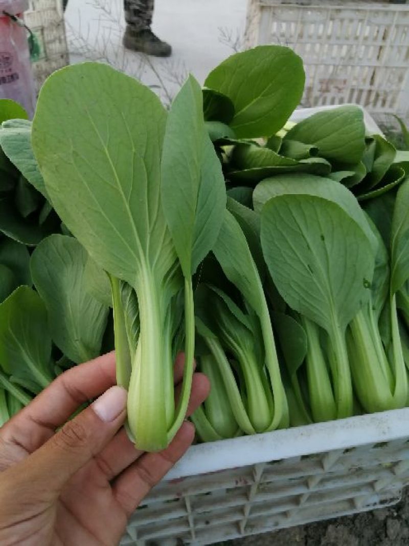 【精选】安徽小油菜食品厂上海青食堂菜电商平台商超代发代收