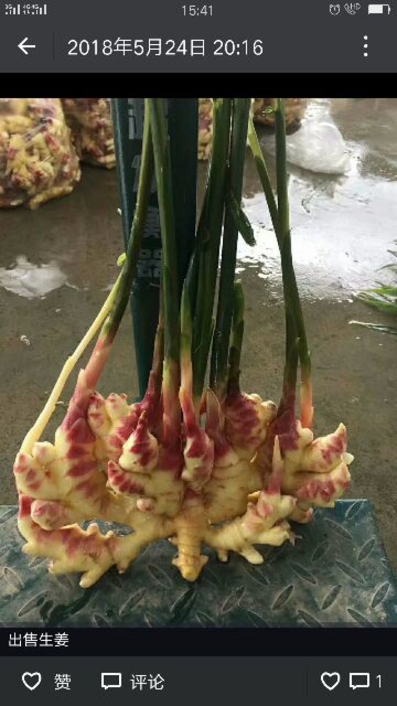 小黄姜