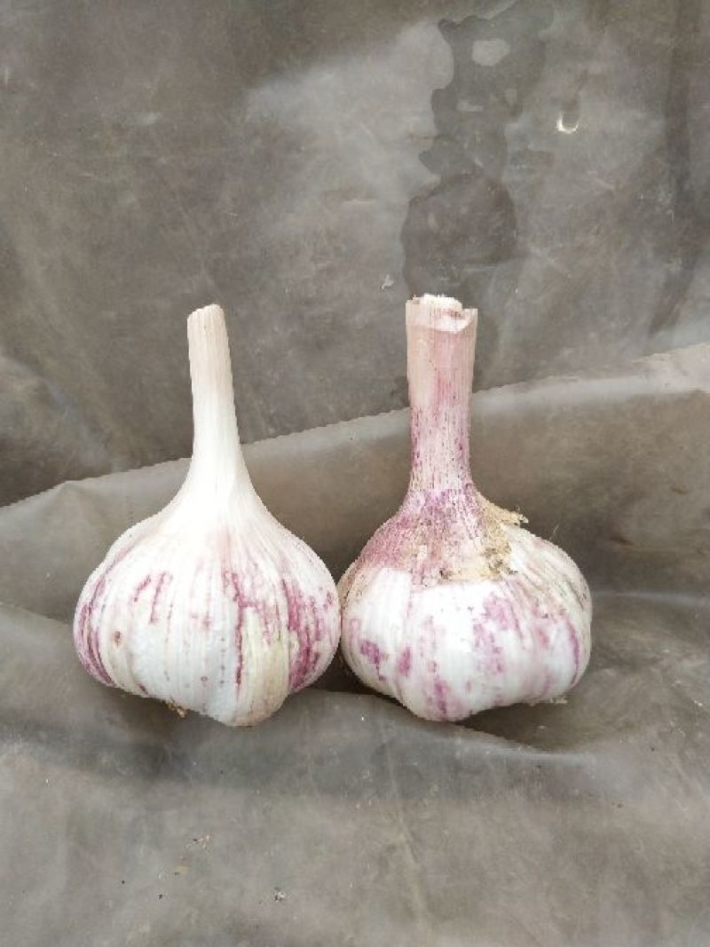 紫皮蒜5.5cm~6cm库存蒜，新蒜六一上市