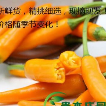 永安黄椒，魔鬼椒，又香又辣