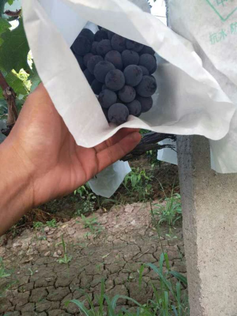 夏黑葡萄基地。大荔葡萄基地，大量供应各种葡萄