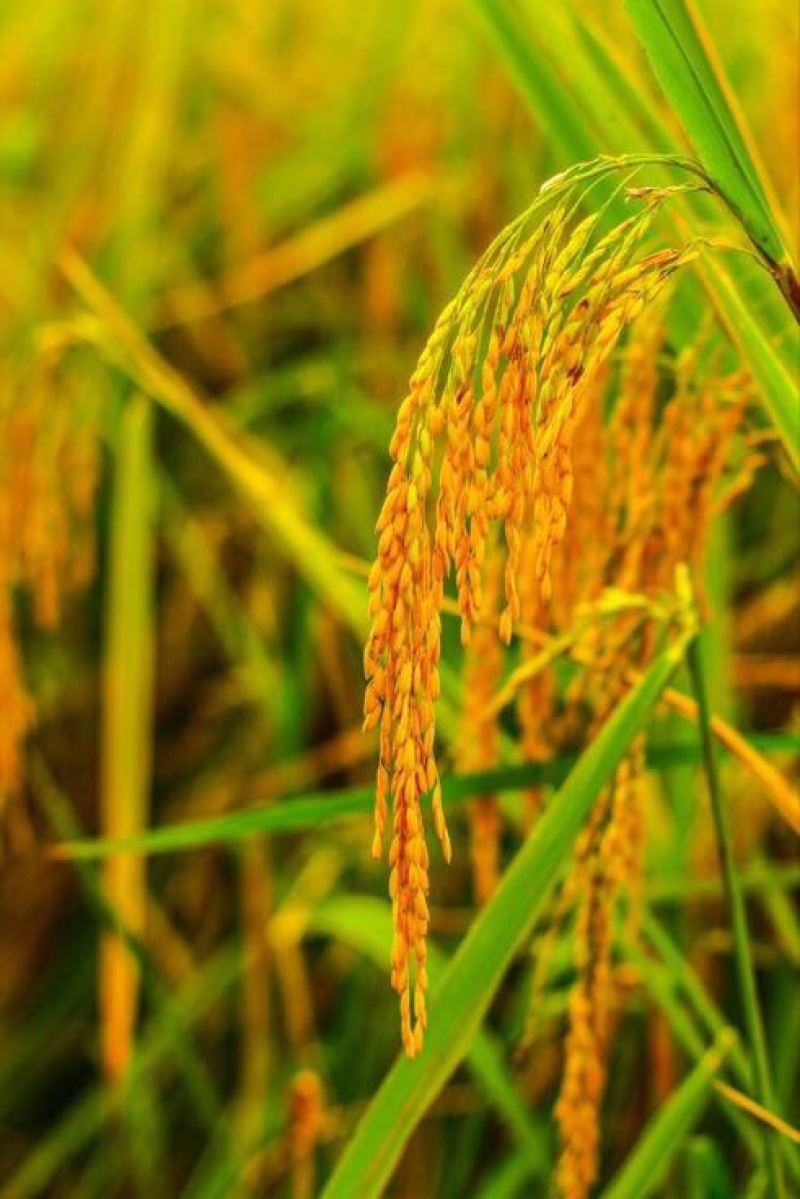 稻花香大米新米一级