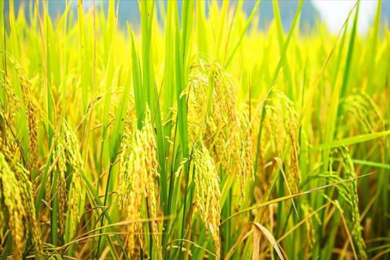稻花香大米新米一级