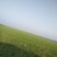 水稻田
