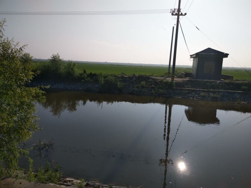 水稻田