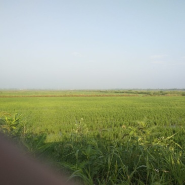 水稻田