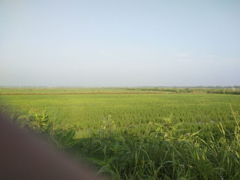 水稻田