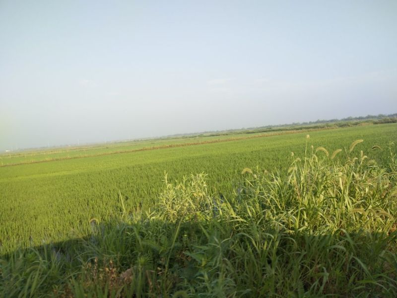 水稻田