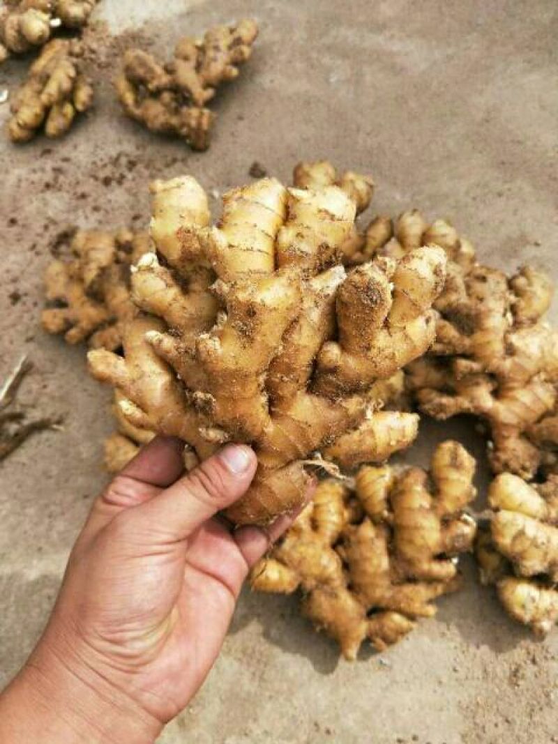 【推荐】小黄姜量大质优价格便宜【辣味足块头大版型好】