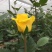 月季玫瑰花根大小苗价格优惠