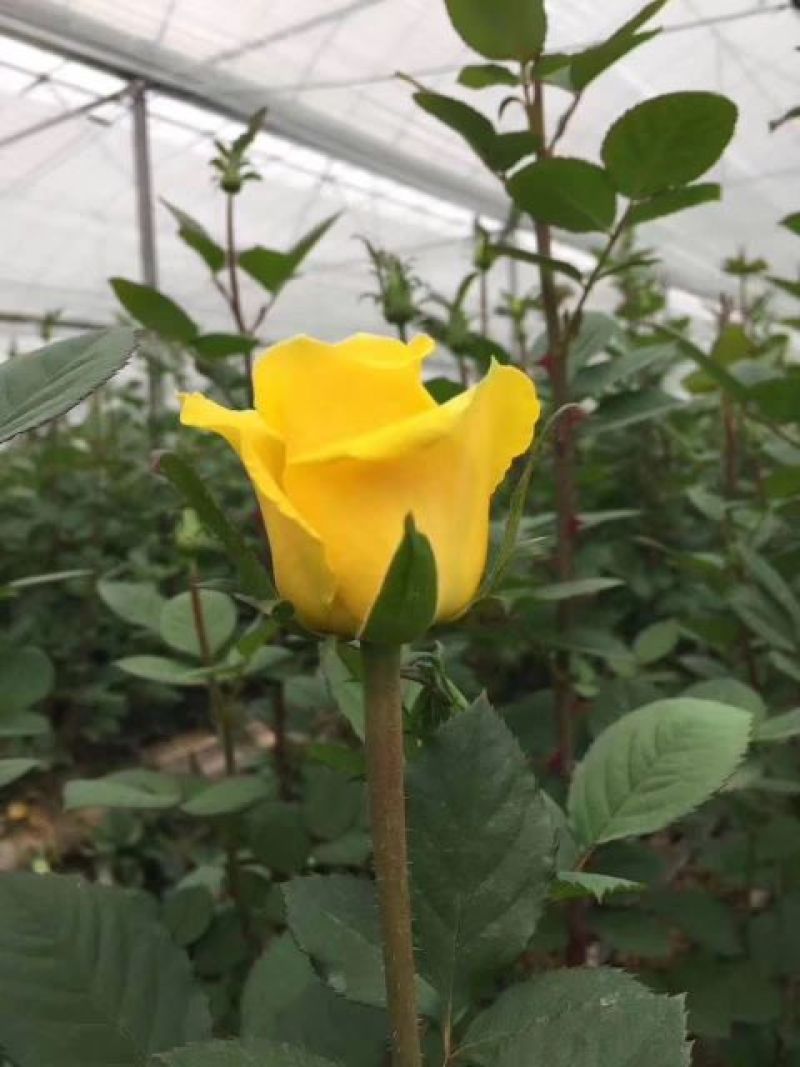 月季玫瑰花根大小苗价格优惠