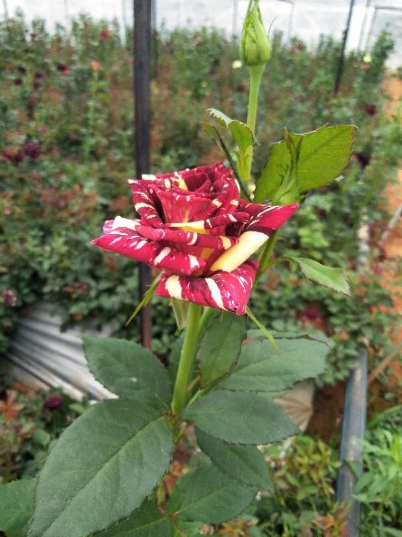 月季玫瑰花根大小苗价格优惠