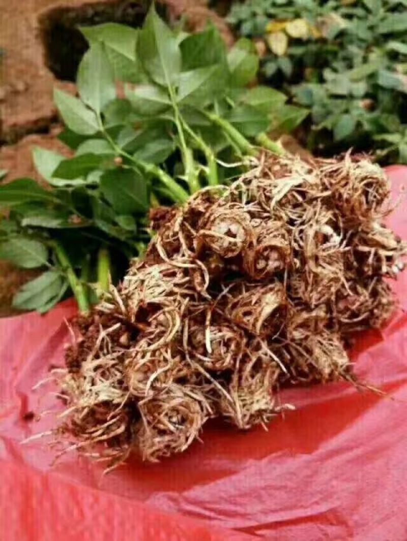 月季玫瑰花根大小苗价格优惠