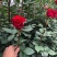 月季玫瑰花根大小苗价格优惠