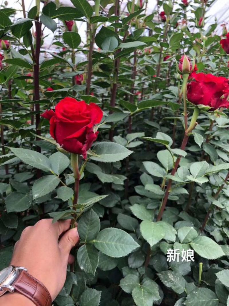 月季玫瑰花根大小苗价格优惠