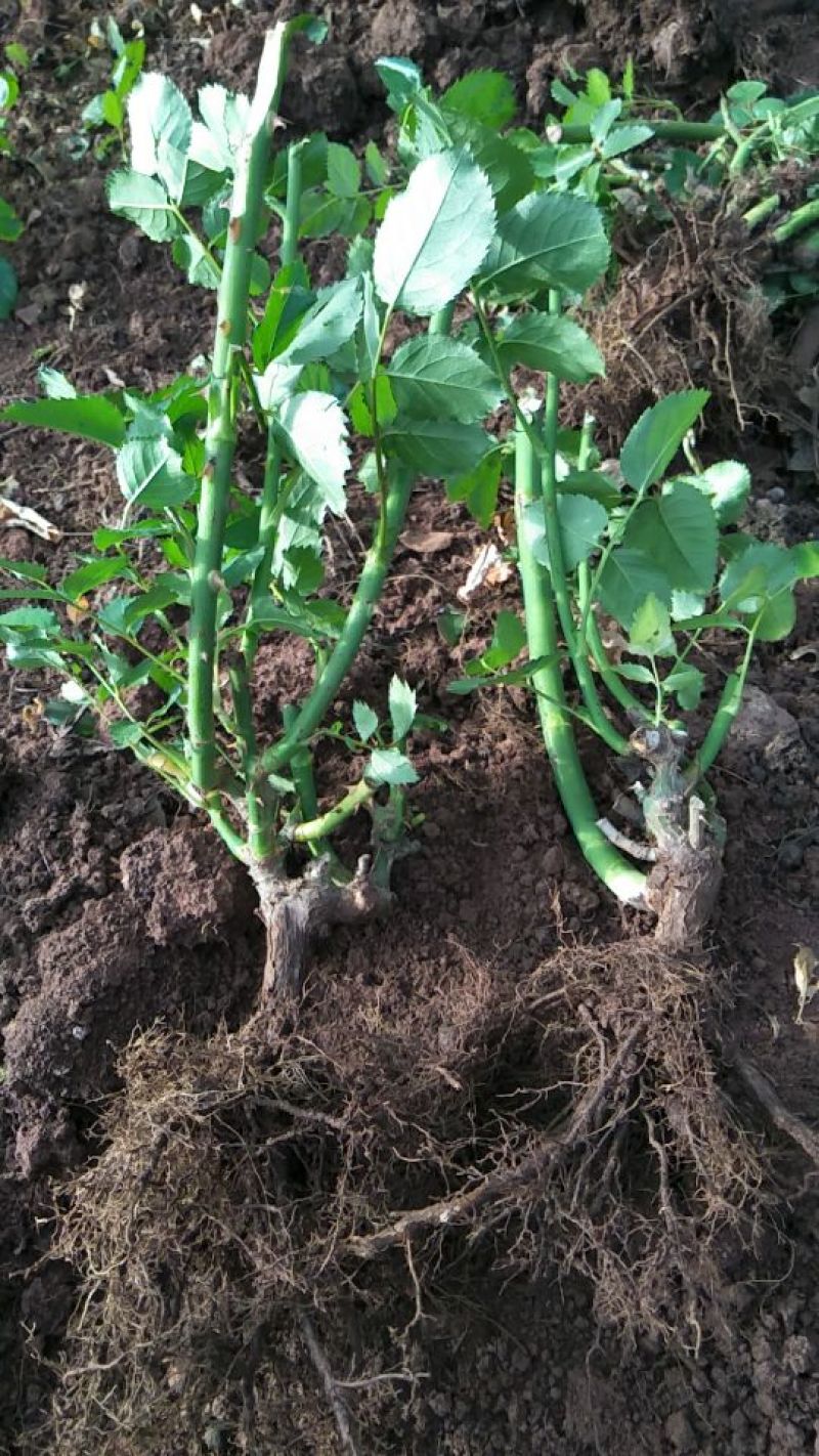 月季玫瑰花根大小苗价格优惠
