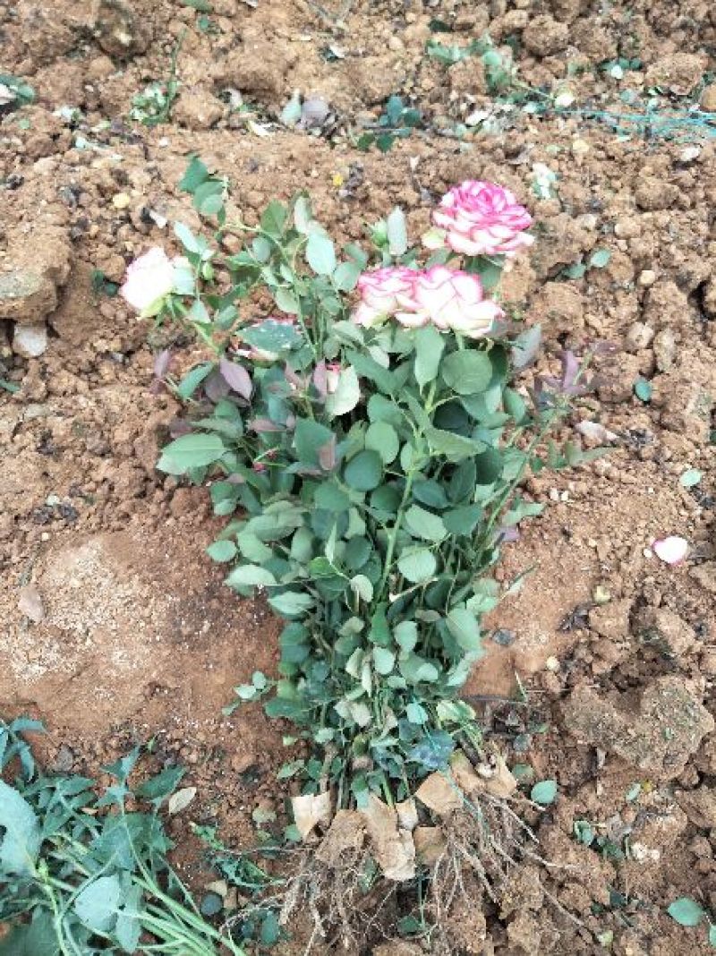 月季玫瑰花根大小苗价格优惠