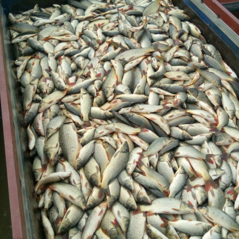 大量出售鄱阳湖野生鲤鱼，要的赶紧。