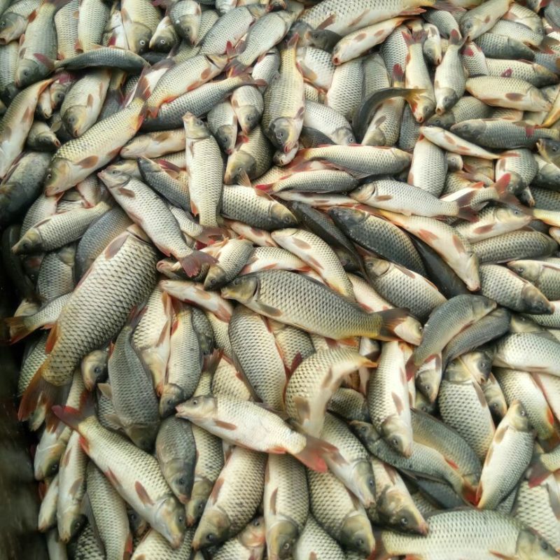 大量出售鄱阳湖野生鲤鱼，要的赶紧。