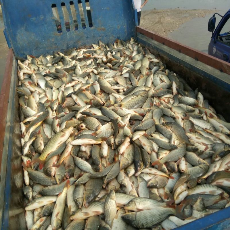 大量出售鄱阳湖野生鲤鱼，要的赶紧。