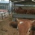 肉牛