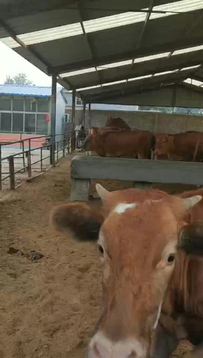 肉牛
