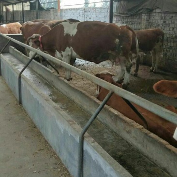 肉牛
