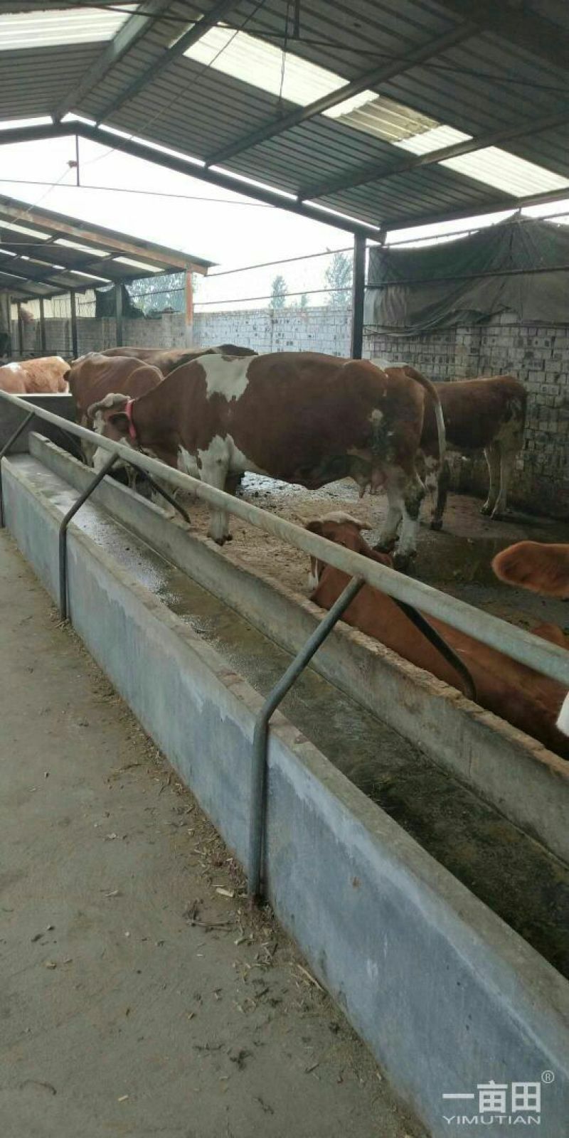 肉牛