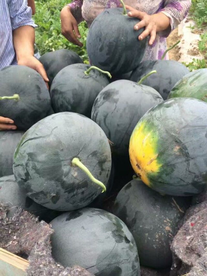 黑皮无籽西瓜，8斤打底