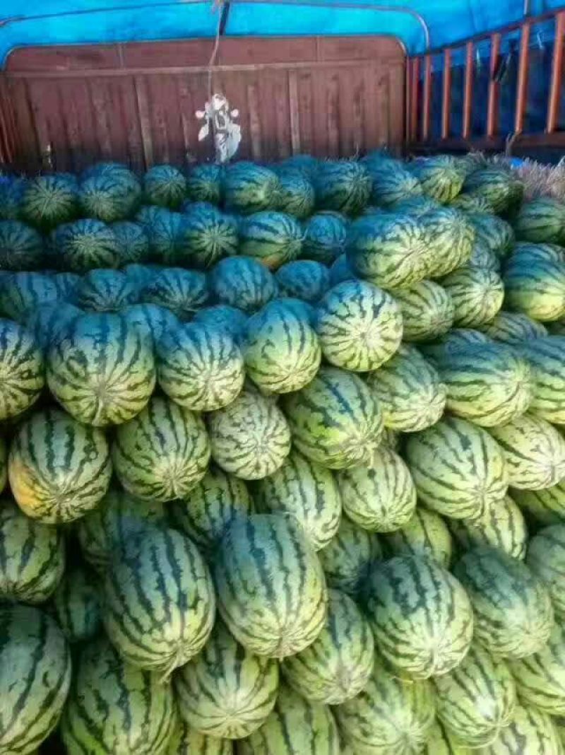 忻州定襄沙地西瓜大量上市