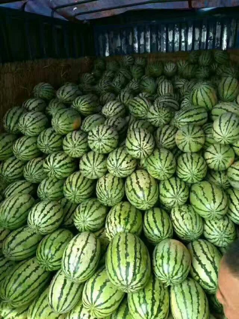 忻州定襄沙地西瓜大量上市