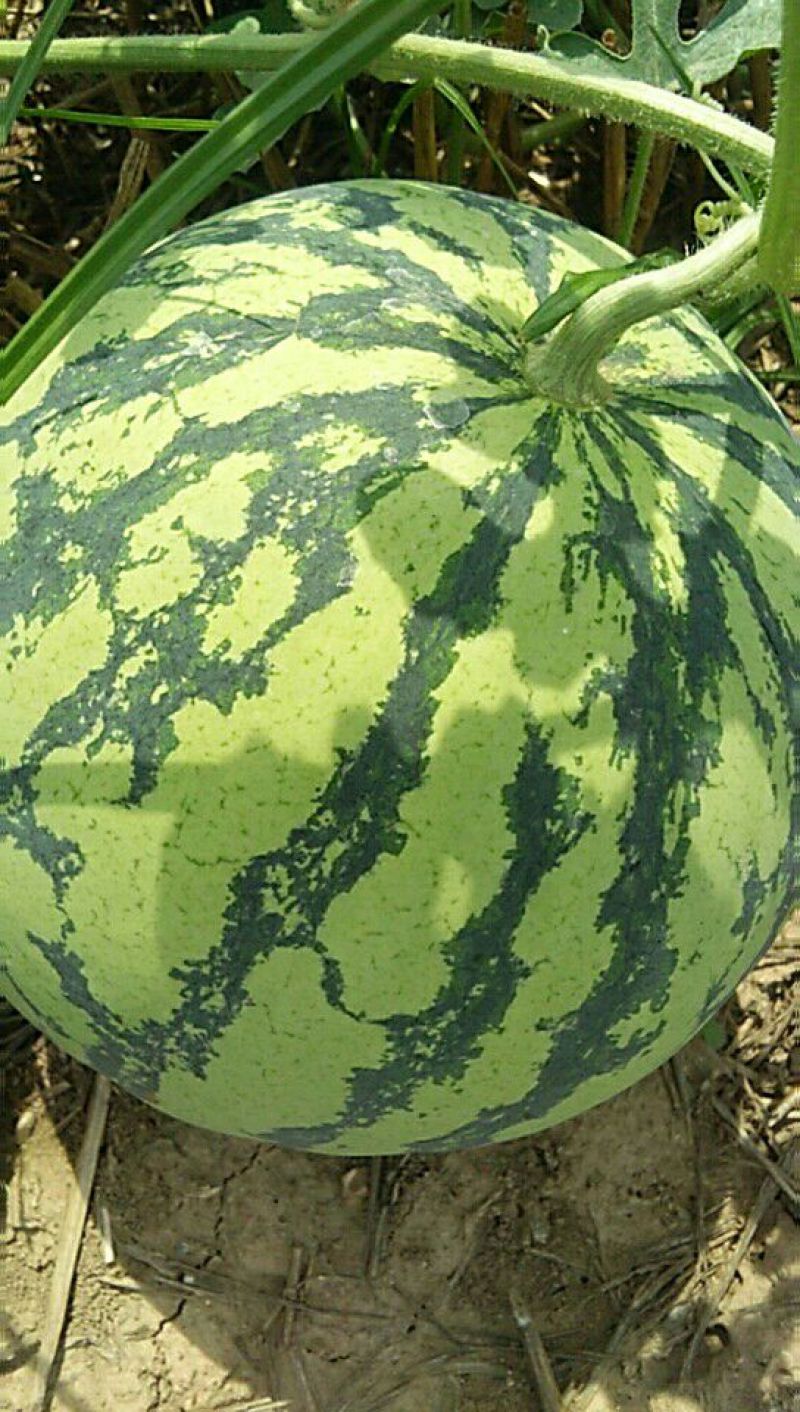 8424，花长瓜，花无籽，